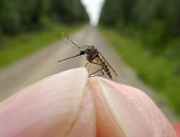 Lakossági tájékoztató a szúnyogok elleni védekezésről