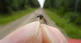 Lakossági tájékoztató a szúnyogok elleni védekezésről
